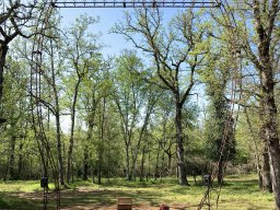 Dedans dans les bois 1