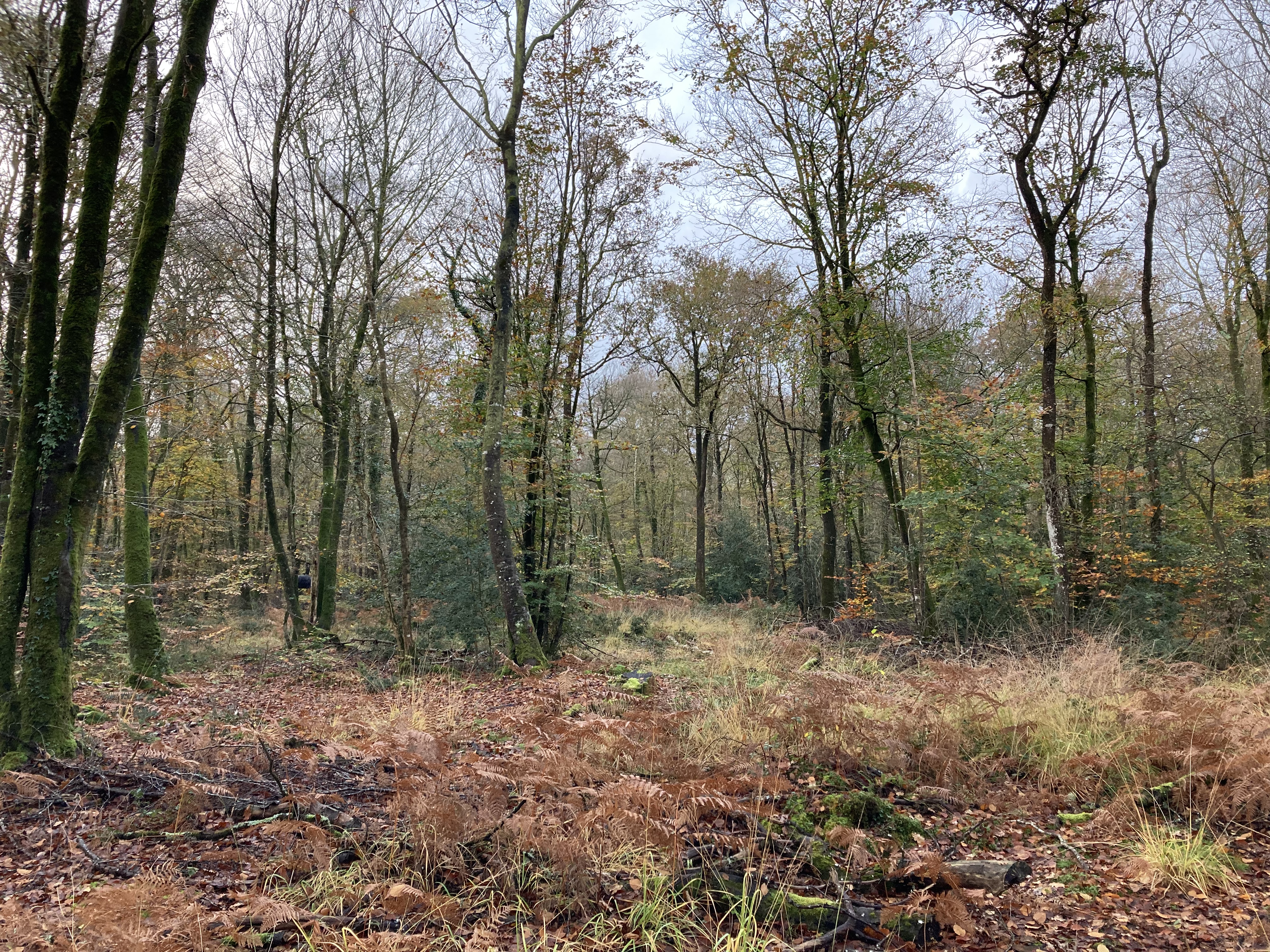 Foret Hunaudaye 20251110 IMG 9879 3