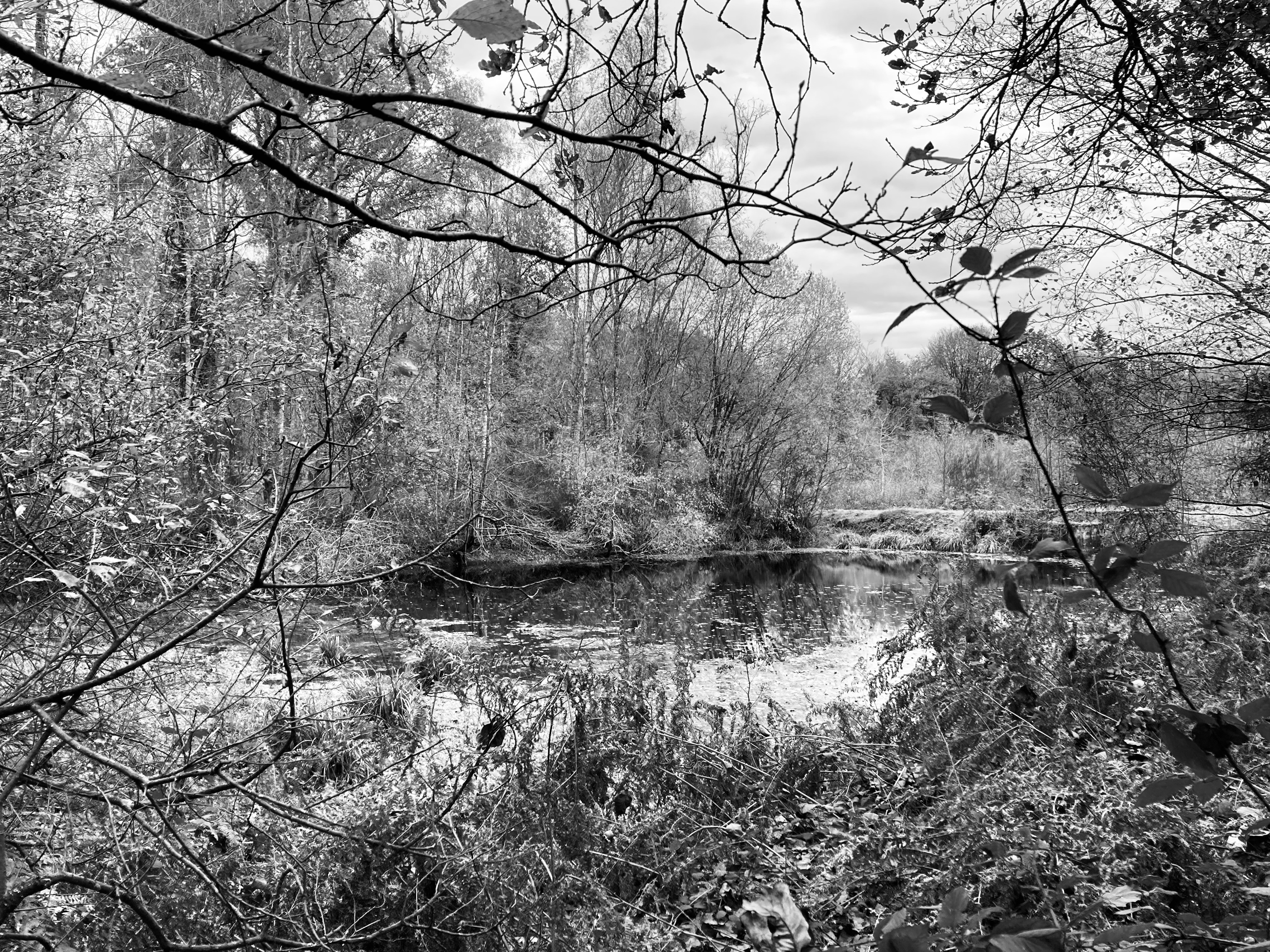 Foret Hunaudaye 20251113 IMG 9911